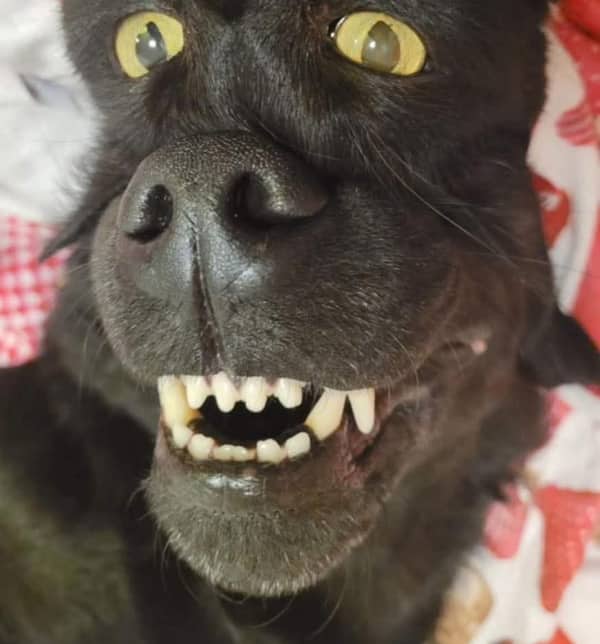 Extreme close-up of a black dog’s face positioned to look like a monstrous alien creature.