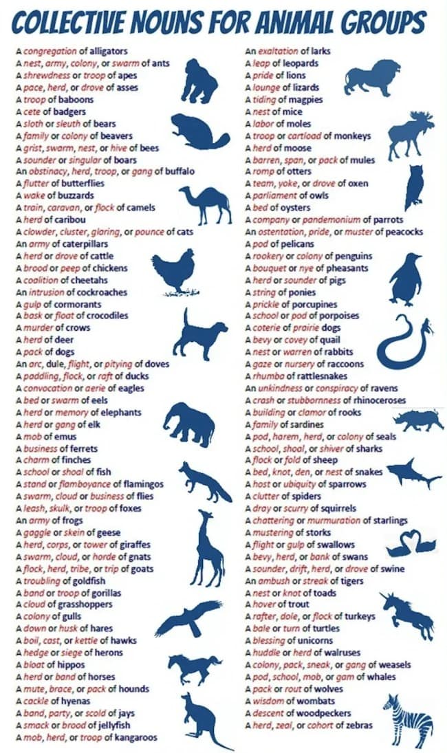 A cool infographic listing collective nouns for animals, such as a "murder of crows," a "bloat of hippos," and an "intrusion of cockroaches."