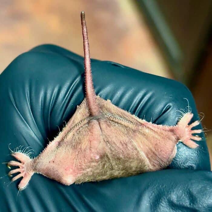 A fascinating and cute bat picture showing a gloved hand holding a very small baby bat from behind, gently spreading its tiny webbed legs and tail to reveal the delicate, kite-like anatomy of baby cute bats.