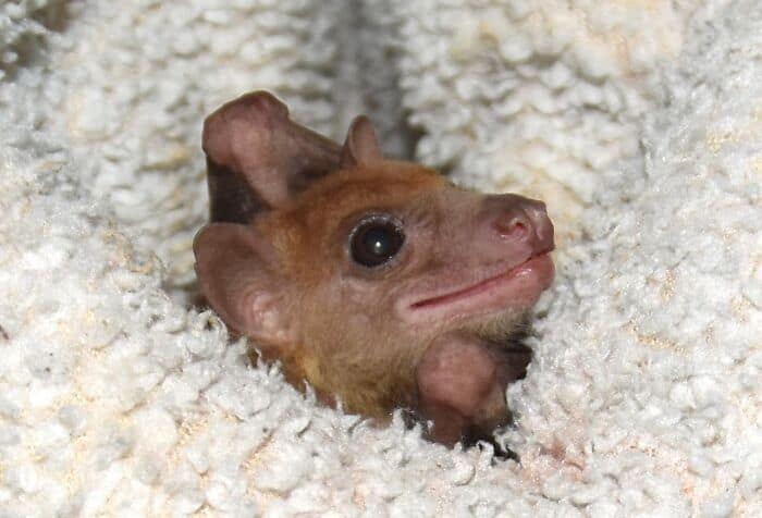 An incredibly endearing cute bat picture showing a tiny, light brown bat happily peeking its little face out from the folds of a soft white towel, highlighting the cozy side of cute bats.