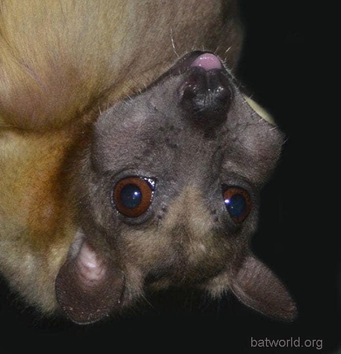 A fascinating cute bat picture featuring a small, fuzzy leaf-nosed bat resting calmly in the palm of a rescuer's hand, showcasing the delicate features and trusting nature of cute bats.