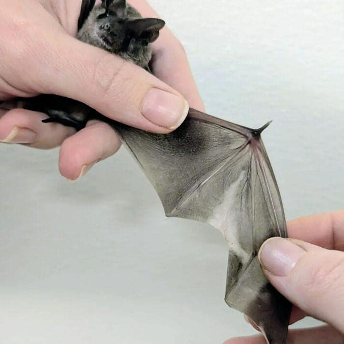 A hilarious and high-quality cute bat picture capturing a fruit bat hanging upside down with wide, curious eyes and its tiny pink tongue sticking out, a classic silly pose for cute bats.