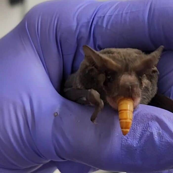 An educational and cute bat picture showing hands gently extending the thin, translucent wing membrane of a small grey bat, demonstrating the incredible anatomy of cute bats.