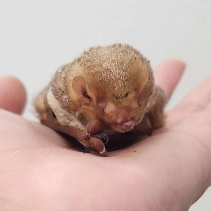 A snack-time cute bat picture featuring a fuzzy little brown bat held safely in a purple glove, eagerly munching on a large golden mealworm, proving that even feeding time is adorable for cute bats.