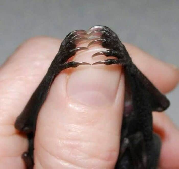 An overwhelmingly precious cute bat picture of a fluffy, golden-furred eastern red bat curled into a tight little ball in a person's hand, doing a tiny tongue "blep" like many cute bats do.