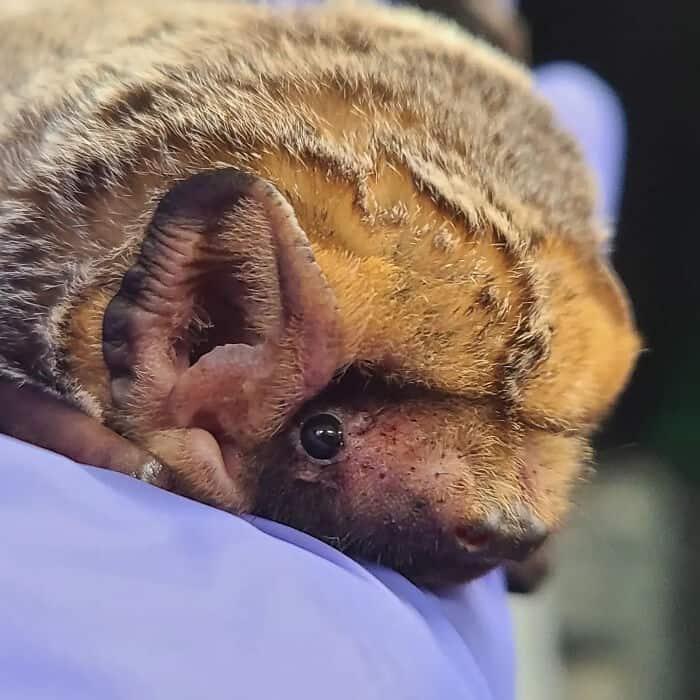 A unique cute bat picture taken from behind, showing a tiny furry bat resting in a gloved hand, displaying its little tail and perfectly formed back feet, a fascinating angle of cute bats.