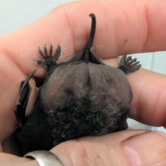 A heartwarming cute bat picture of a tiny, delicate baby bat wrapped safely inside a light blue towel, looking up with dark, curious eyes as a perfect example of rescued cute bats.