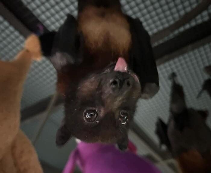 A hilarious and cute bat picture showing a large fruit bat hanging upside down from a wire mesh ceiling, making a silly face by sticking its little pink tongue out, a classic and charming trait of cute bats.
