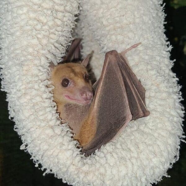 34 Cute Bat Pictures That Are Ridiculously Adorable