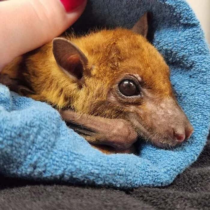 A precious cute bat picture capturing a reddish-brown flying fox resting peacefully in a blue towel while being gently petted by a caregiver, proving that cute bats are basically just little sky puppies.