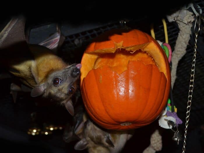 A festive cute bat picture showing a brown bat hanging upside down next to a carved orange pumpkin, stretching its neck to happily lick the squash, capturing a great seasonal moment for cute bats.