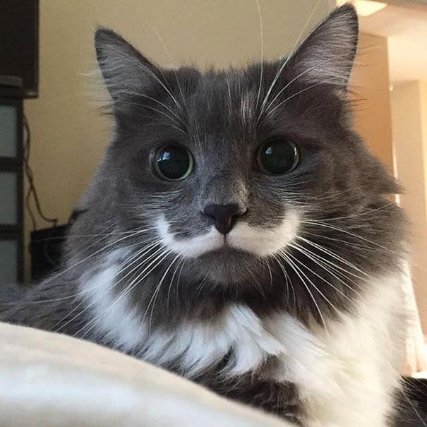 A grey fluffy cat with a perfect white handlebar mustache, showcasing cats with unique markings.