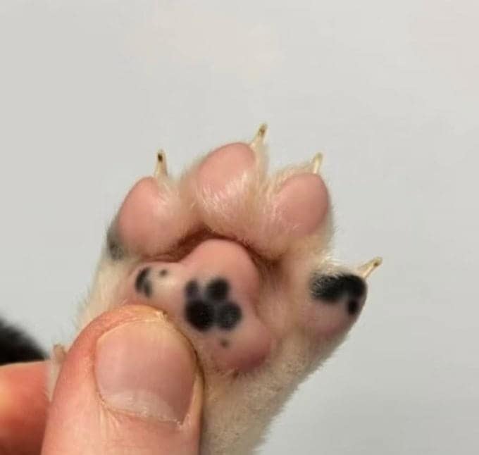 A close-up of a cat's paw pad where a black spot forms a smaller paw print shape, a rare cute cat pattern.