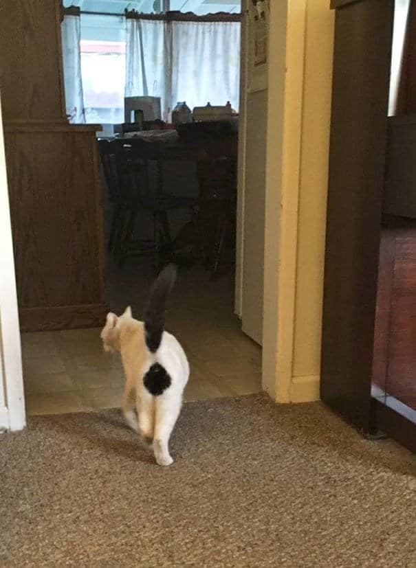 A white cat walking away with a black spot on its rear and a black tail, creating an exclamation point cute cat pattern.