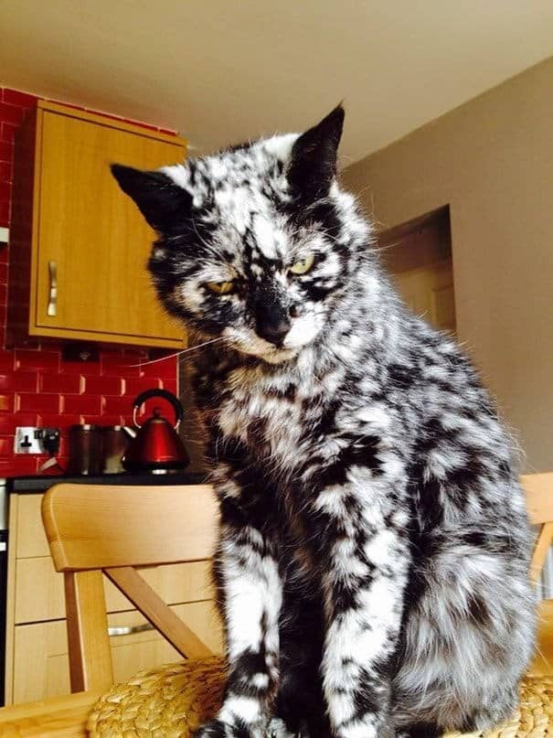 A cat with unique markings featuring a chaotic black and white speckled coat that looks like marble or cookies and cream.