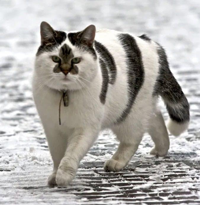 A white cat with dark stripes on its back and a unique blotch on its nose, showcasing cute cat patterns