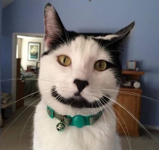 A black and white cat with a black chin strap marking that looks like a permanent smile, a funny cat marking.