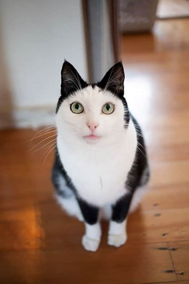 A white cat with black ears and a black band across the top of its head, looking like a cute cat pattern headband.