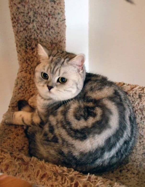 A grey tabby cat curled up with a perfect spiral pattern on its side resembling a cinnamon roll, a cute cat pattern.