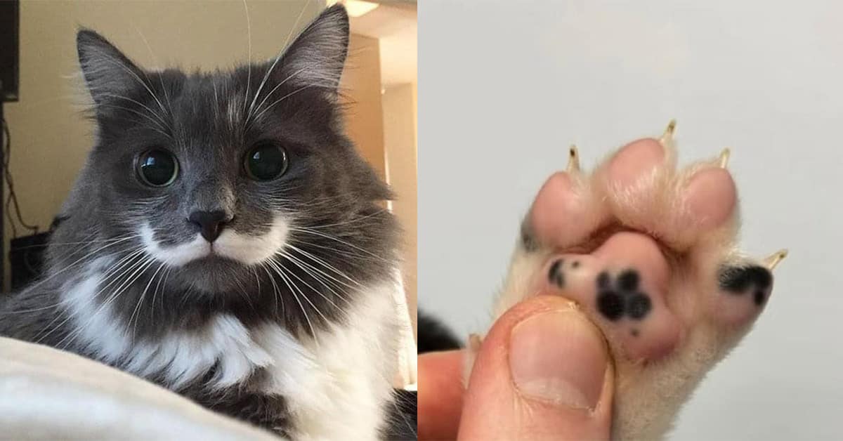 Compilation of cute cat patterns featuring the mustache cat, the exclamation point tail, and the "paw print on a paw" bean.