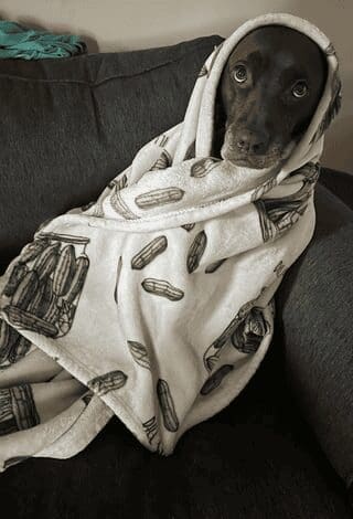 A cute dog photo of a soulful-looking dog wrapped tightly in a white fleece blanket patterned with jars of pickles.