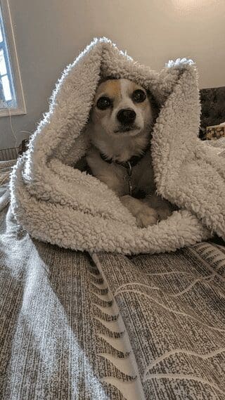 A cute dog photo of a small Chihuahua mix completely swallowed by a thick white sherpa blanket.