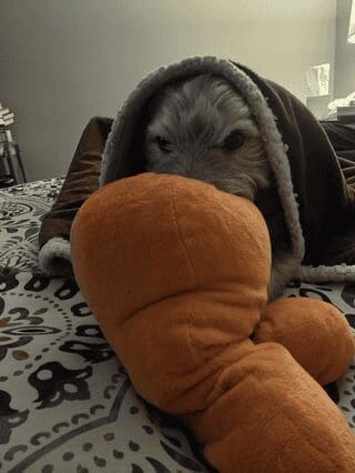 A cute dog photo of a fluffy dog hiding under a brown blanket, resting its chin on a large orange plush toy.