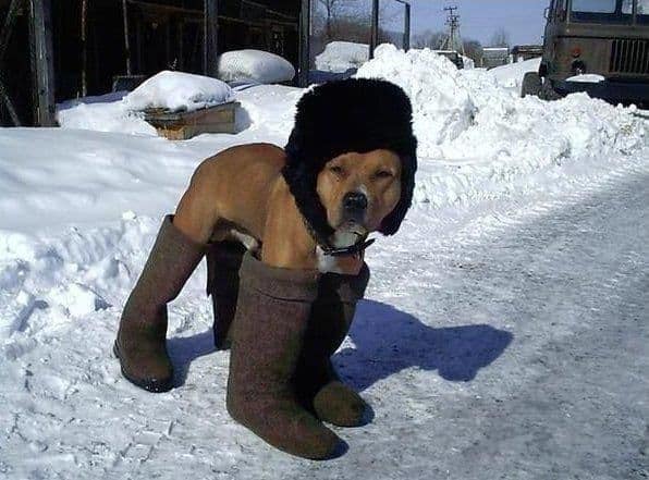 A cute dog photo of a dog standing in the snow wearing a large fur trapper hat and oversized felt boots.