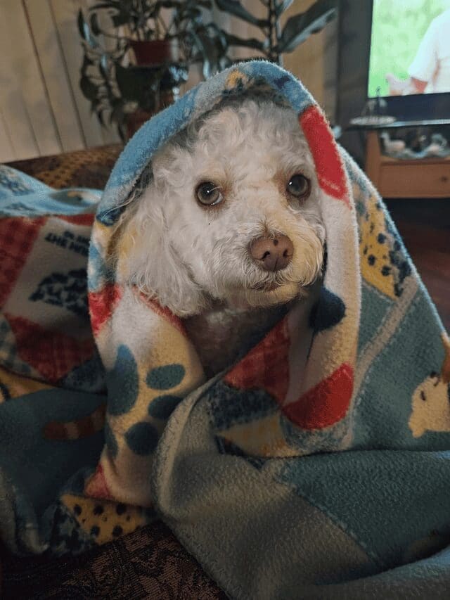A cute dog photo of a white curly-haired dog wrapped in a colorful, patterned fleece blanket looking slightly annoyed.