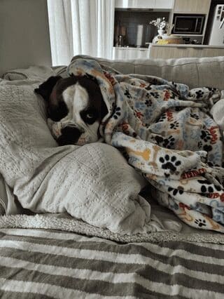 A cute dog photo of a Boxer lying on a couch, buried under a paw-print blanket and giving the camera a side-eye.