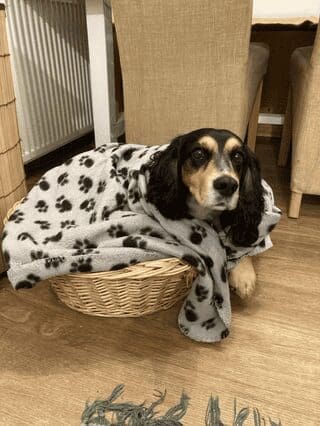 A cute dog photo of a Spaniel mix curled up inside a wicker basket lined with a grey paw-print fleece.