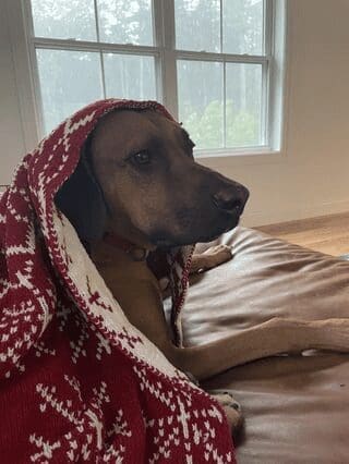 A cute dog photo of a brown dog wearing a red and white knitted blanket like a cape while looking out the window.