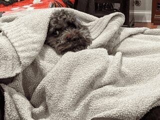 A cute dog photo of a dark curly-haired dog peering out from under a thick beige towel with only one eye visible.