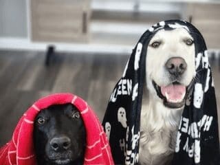A cute dog photo of a black dog and a white dog sitting side-by-side, both draped in a black Halloween blanket with ghosts.