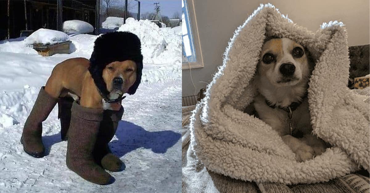 A collection of the best cute dog photos featuring a dog in winter boots, a Boxer giving side-eye, and a pup wrapped in a pickle blanket.