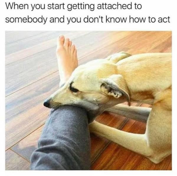 A flirty meme of a dog awkwardly biting a human leg, captioned "When you start getting attached to somebody and you don't know how to act."