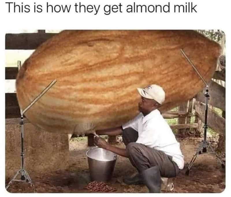 A funny meme about food depicting a farmer milking a giant almond as if it were a cow to explain how almond milk is made.