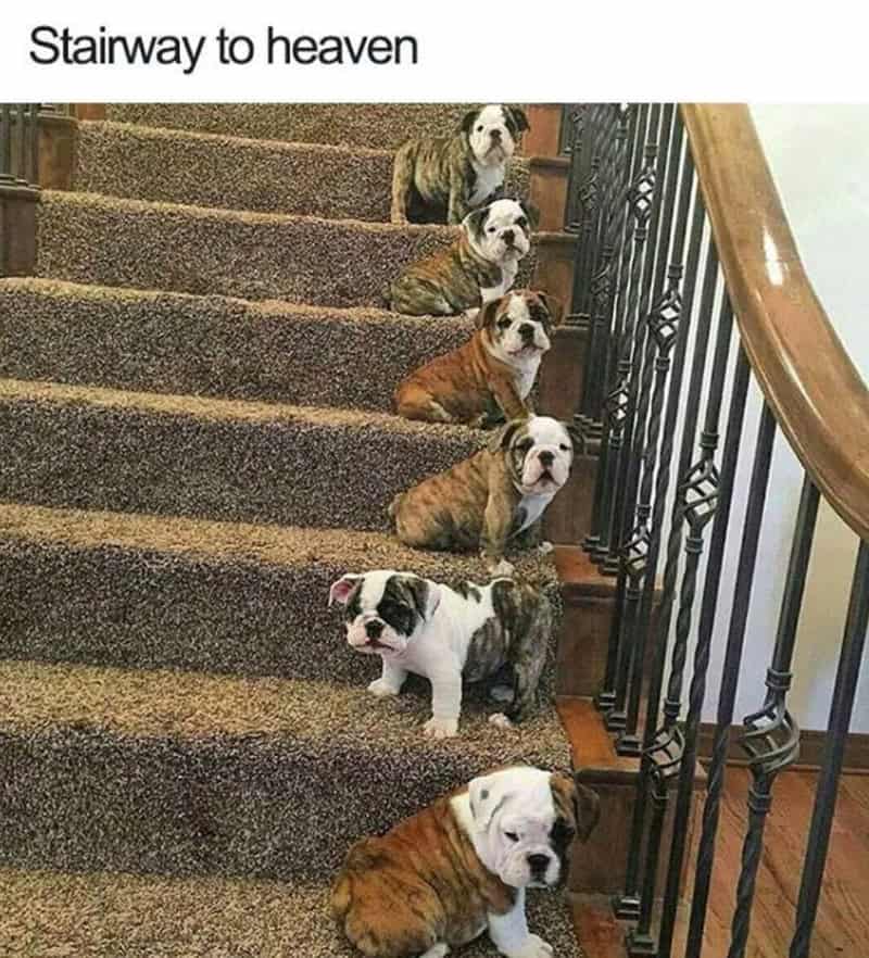 A visual pun funny animal meme titled "Stairway to Heaven," featuring five bulldogs sitting on steps in perfect descending size order.