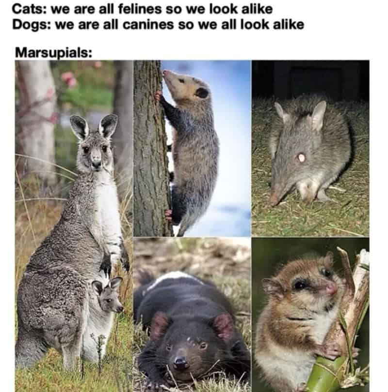An educational animal meme contrasting the uniformity of cats and dogs with the chaotic variety of marsupials, from kangaroos to possums.