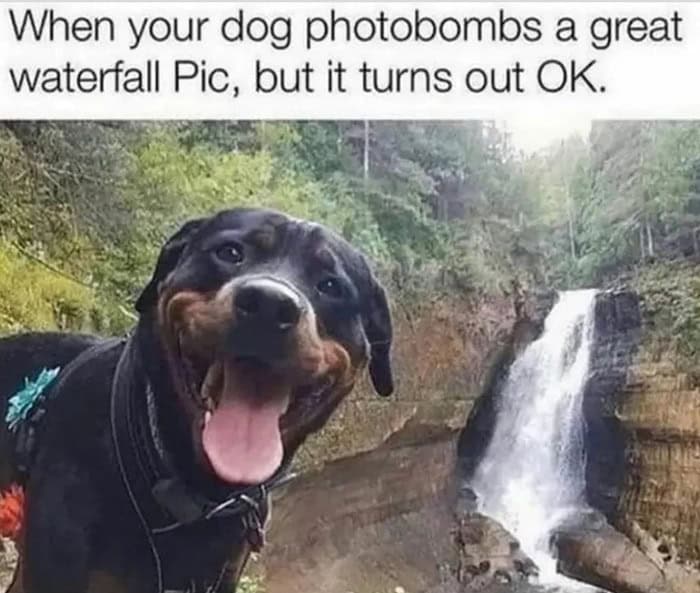 A wholesome animals photobombing success featuring a happy Rottweiler smiling broadly in front of a scenic waterfall, making the photo even better.