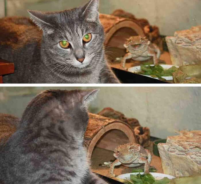 A two-panel funny animal photobomb showing a serious grey cat unaware that a bearded dragon in a tank behind it is happily waving at the camera.