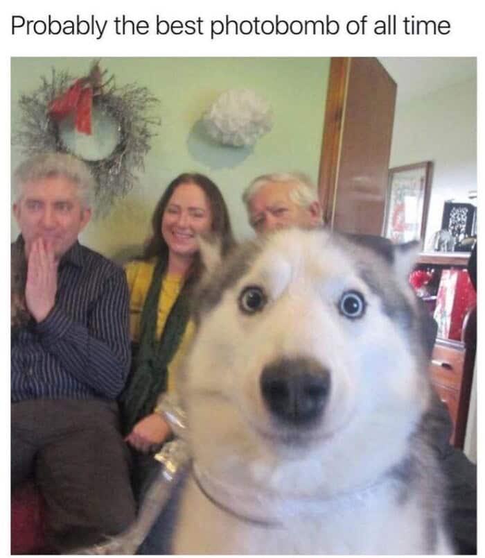 The ultimate animals photobombing selfie featuring a husky with a shocked expression thrusting its face right into the center of a family portrait.