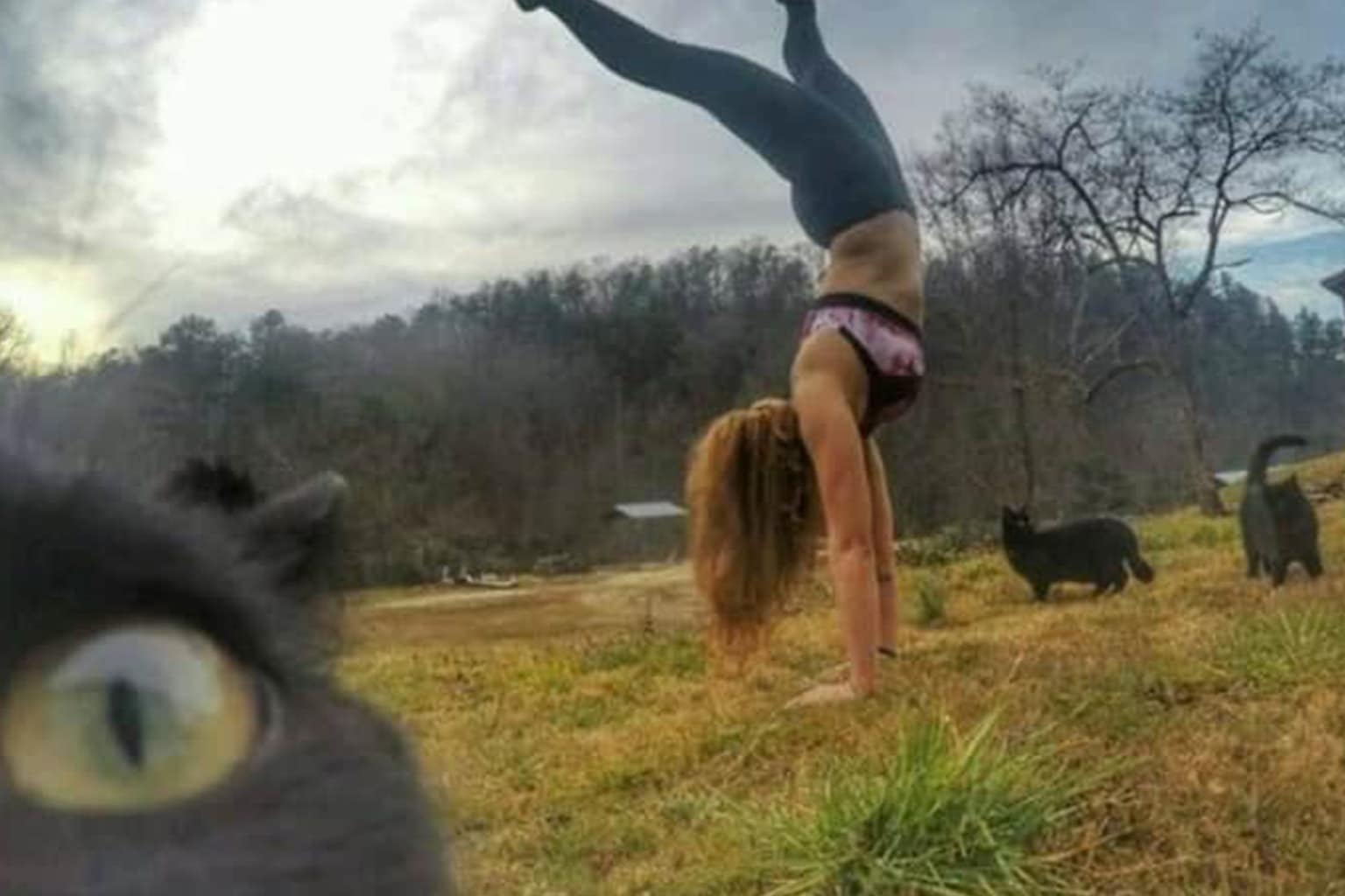 Funny animal photobomb compilation: A collage featuring the terrified tourists being hugged by a stingray, the giraffe licking a man's face, and the shocked husky thrusting its face into a family portrait.