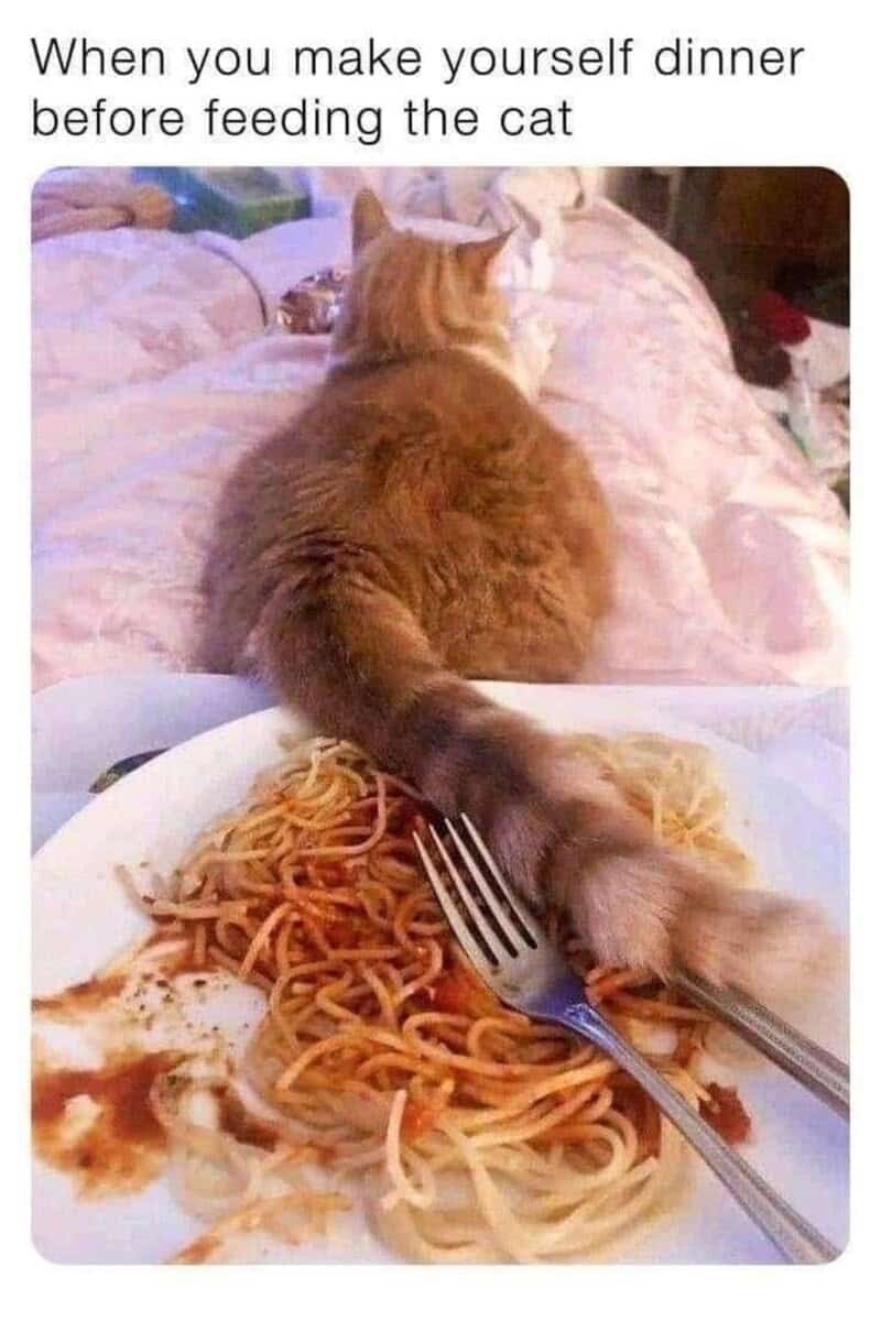 A funny cat meme capturing the disrespect of a cat resting its long tail directly inside a plate of spaghetti because the owner ate first.