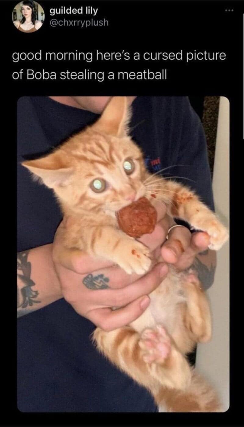 A chaotic funny cat meme showing a tiny orange kitten named Boba clutching a stolen meatball with both paws.