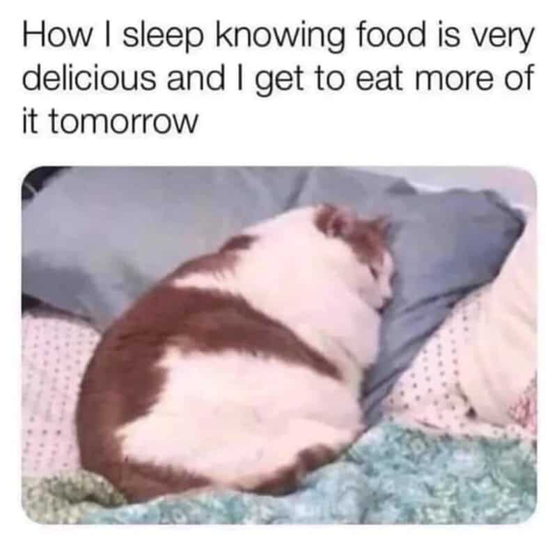 A wholesome funny cat meme featuring a chubby cat sleeping peacefully, dreaming about eating more delicious food tomorrow.
