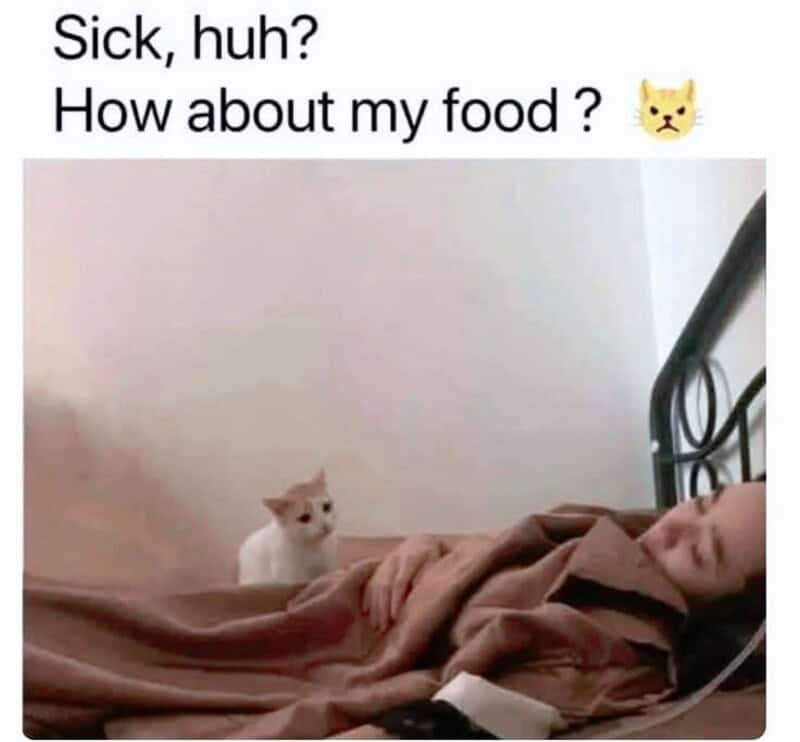 A funny cat meme where a cat shows zero empathy for its sick owner, only caring about when it will get fed.