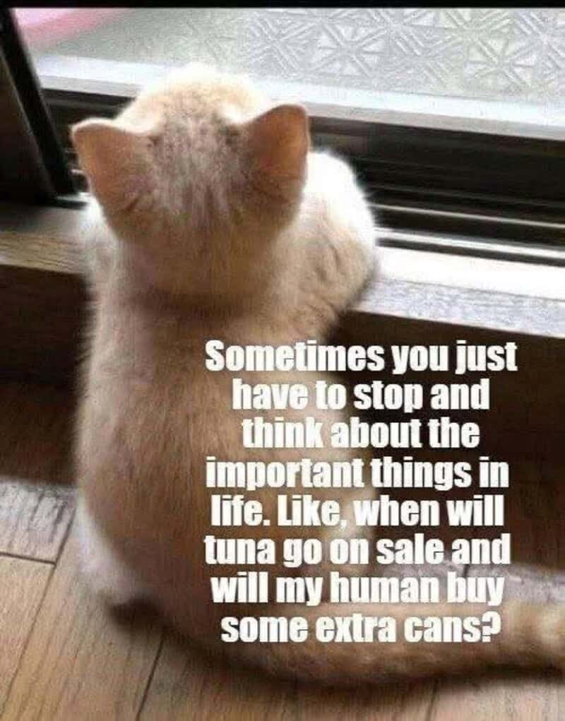 A contemplative funny cat meme showing a kitten looking out a window wondering when tuna will go on sale.