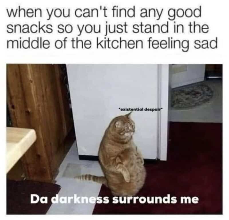 A relatable funny cat meme featuring a chubby orange cat standing on its hind legs looking sad about the lack of snacks.