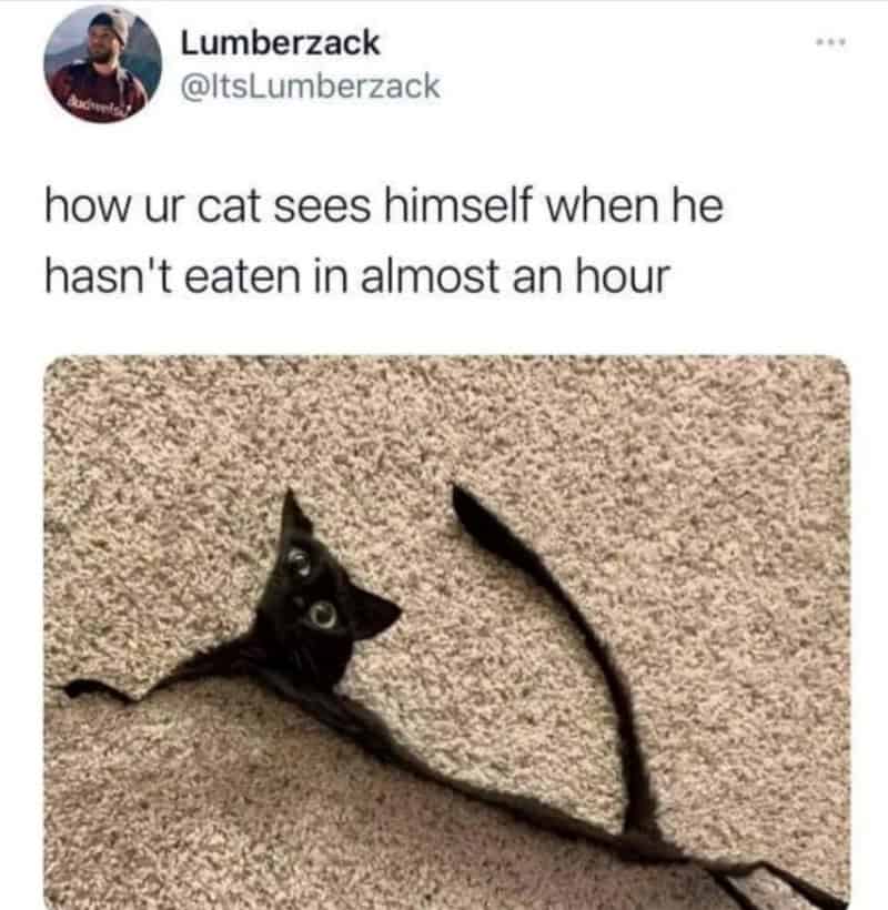 A distorted funny cat meme showing a flat, stretched-out black cat representing how dramatic cats act when they haven't eaten in an hour.